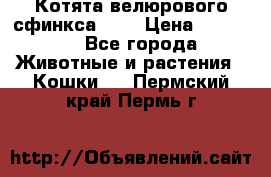 Котята велюрового сфинкса. .. › Цена ­ 15 000 - Все города Животные и растения » Кошки   . Пермский край,Пермь г.